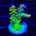 TSA Flame Tip Microclados Acropora Coral