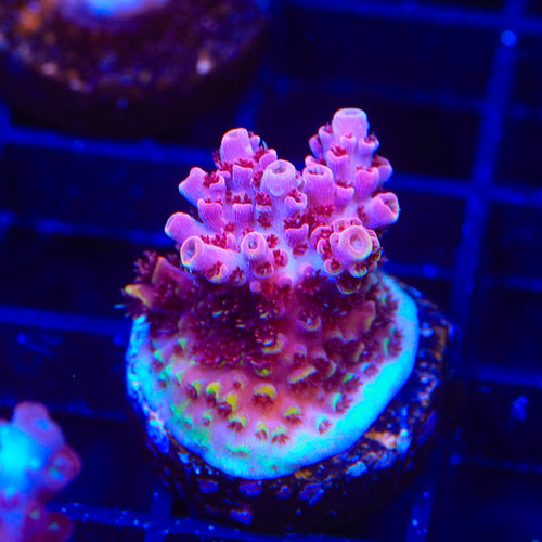 TSA Bo Katan Acropora Coral