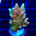 TSA Bill Murray Acropora XL Frag Coral