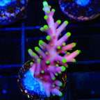 TSA The Riddler Dragon Acropora Coral