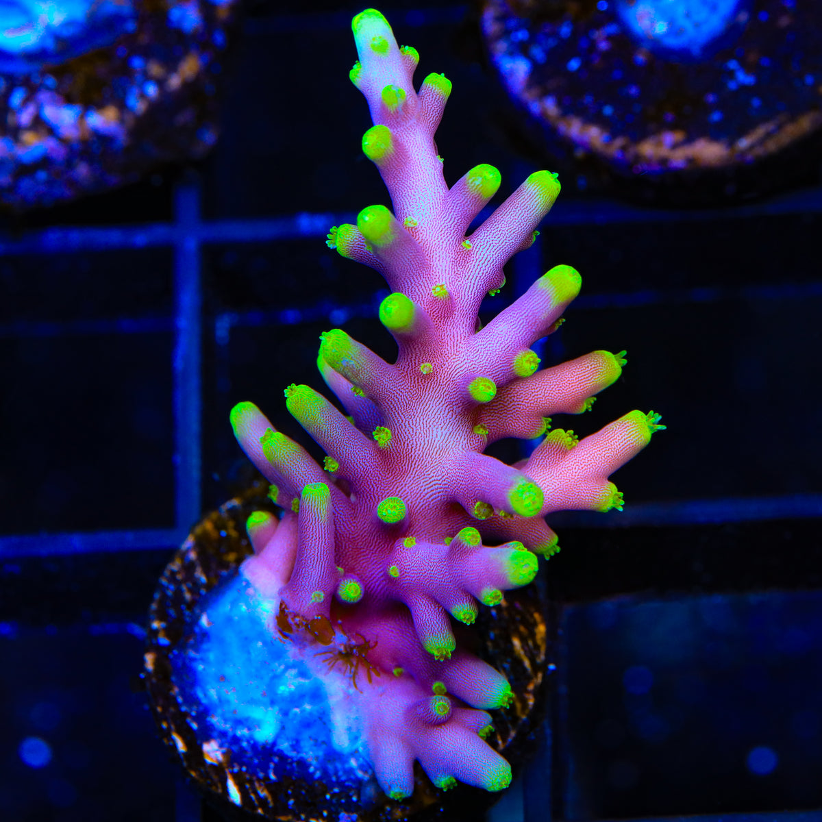 TSA The Riddler Dragon Acropora Coral