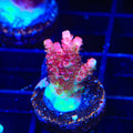TSA Carolina Reaper Acropora Coral