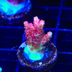 TSA Carolina Reaper Acropora Coral