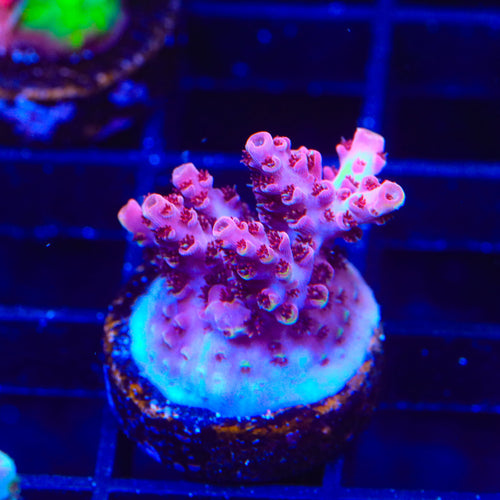 TSA Bo Katan Acropora Coral