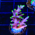 TSA The Riddler Dragon Acropora Coral