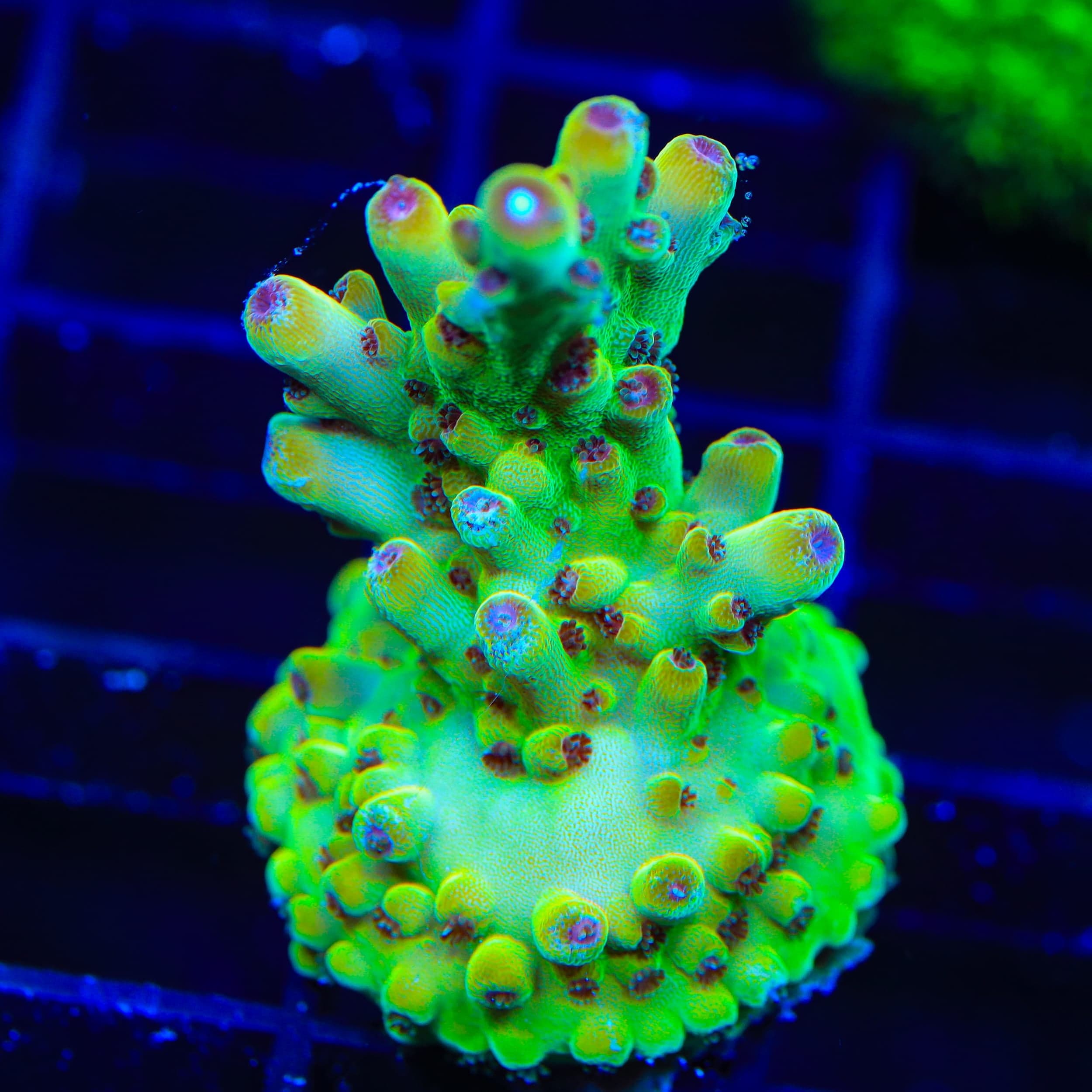 TSA Honeysuckle Acropora Coral