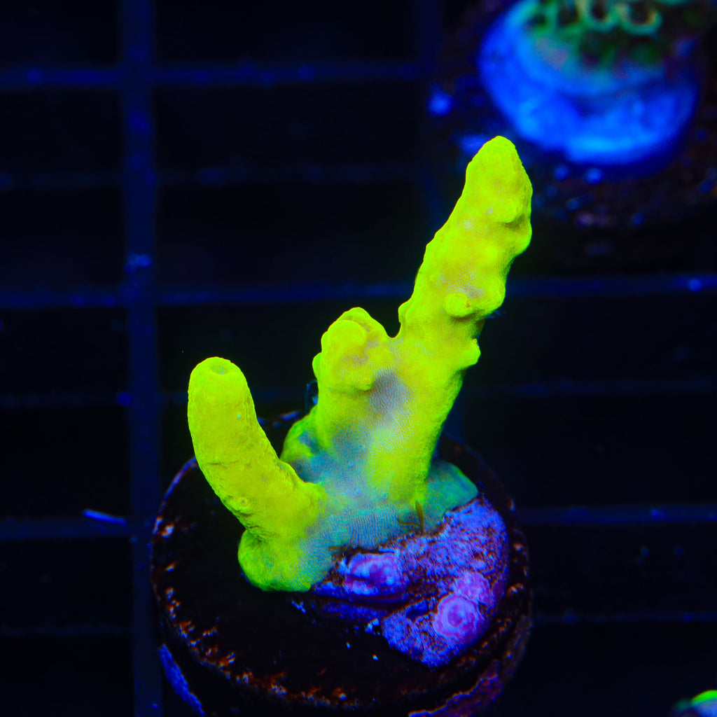 Banana Lokani Acropora Coral