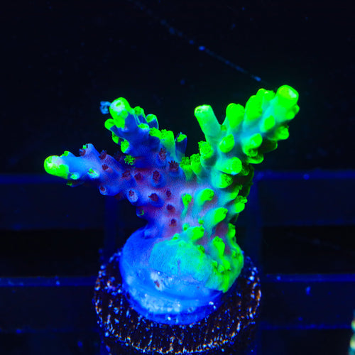 UW Oompa Loompa Splice Acropora Coral