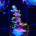 TSA The Riddler Dragon Acropora Coral