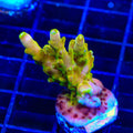 CB Golden Jawdropper Acropora Coral