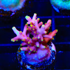 Little Red Ferrari Acropora Coral