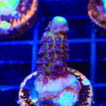 TSA Grimace Fiji Somoensis Acropora Coral