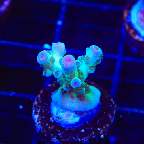 TSA Blueberry Sarmentosa Acropora Coral
