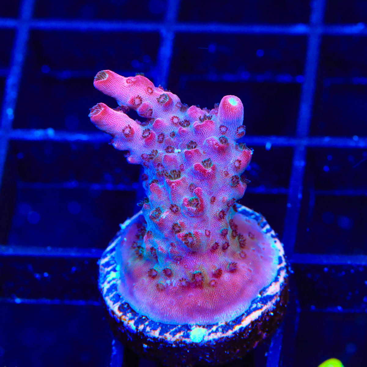 TSA Red Robin Acropora Coral