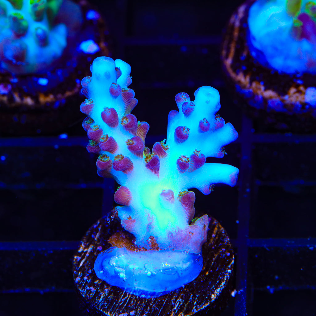 ORA Pearlberry Acropora Coral