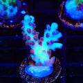 ORA Pearlberry Acropora Coral