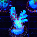 ORA Pearlberry Acropora Coral