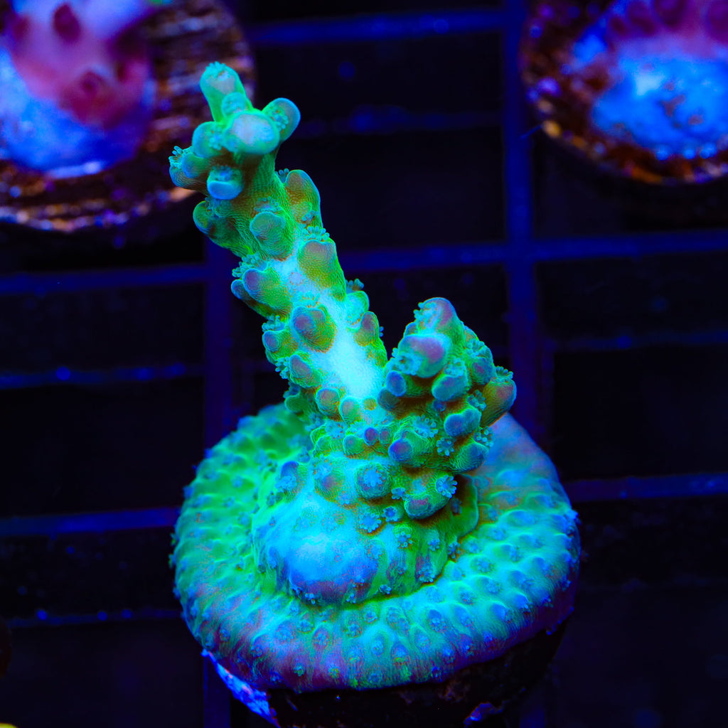 TSA Mossberry Acropora Coral