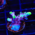TSA Blue Flame Acropora Coral