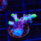 TSA Blue Flame Acropora Coral