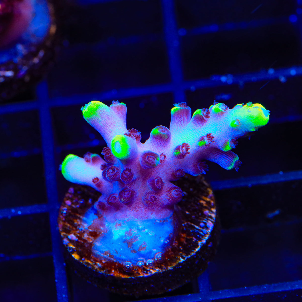 TSA Blue Flame Acropora Coral