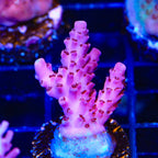 TSA Blood Spear Acropora Coral