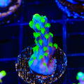 UW Oompa Loompa Splice Acropora Coral