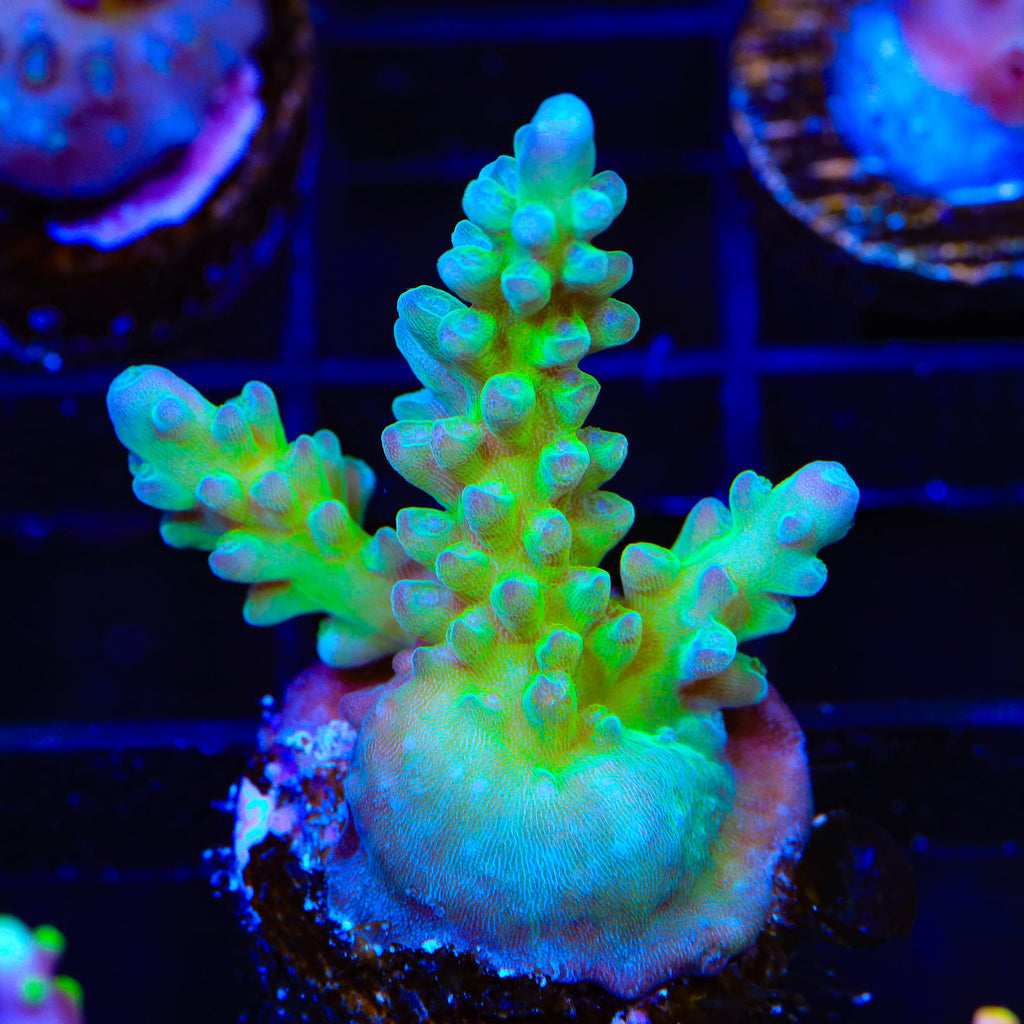TSA Mossberry Acropora Coral