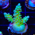 TSA Mossberry Acropora Coral