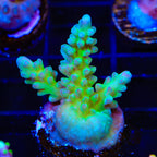TSA Mossberry Acropora Coral