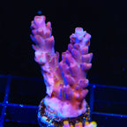 TSA Black Rose Acropora Coral