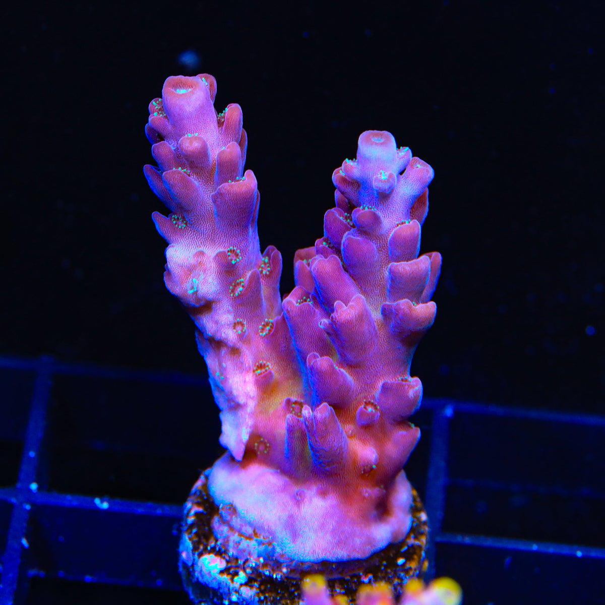 TSA Black Rose Acropora Coral