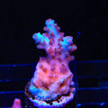 TSA Black Rose Acropora Coral