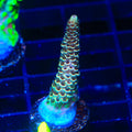 TSA Rick Moranis Acropora Coral