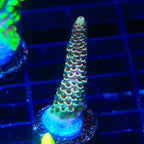 TSA Rick Moranis Acropora Coral