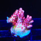 TSA Prairie Fire Acropora Coral