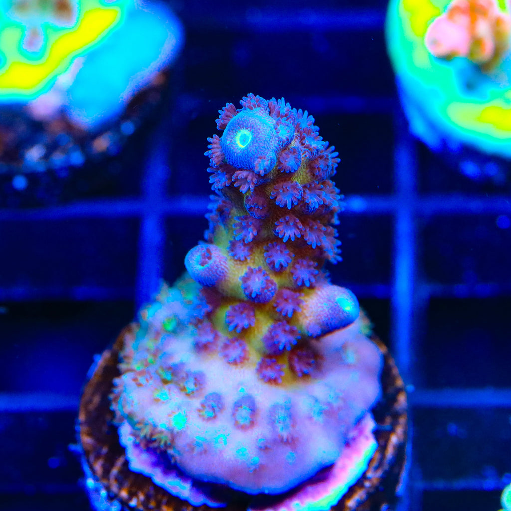 TSA Grimace Fiji Somoensis Acropora Coral