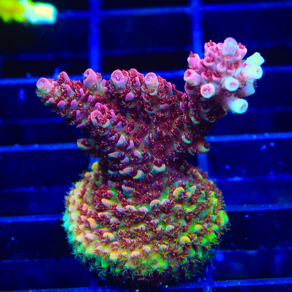 TSA Carolina Reaper Acropora XL Frag Coral