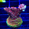 TSA Carolina Reaper Acropora XL Frag Coral