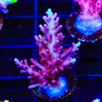 OG Red Dragon Acropora Coral