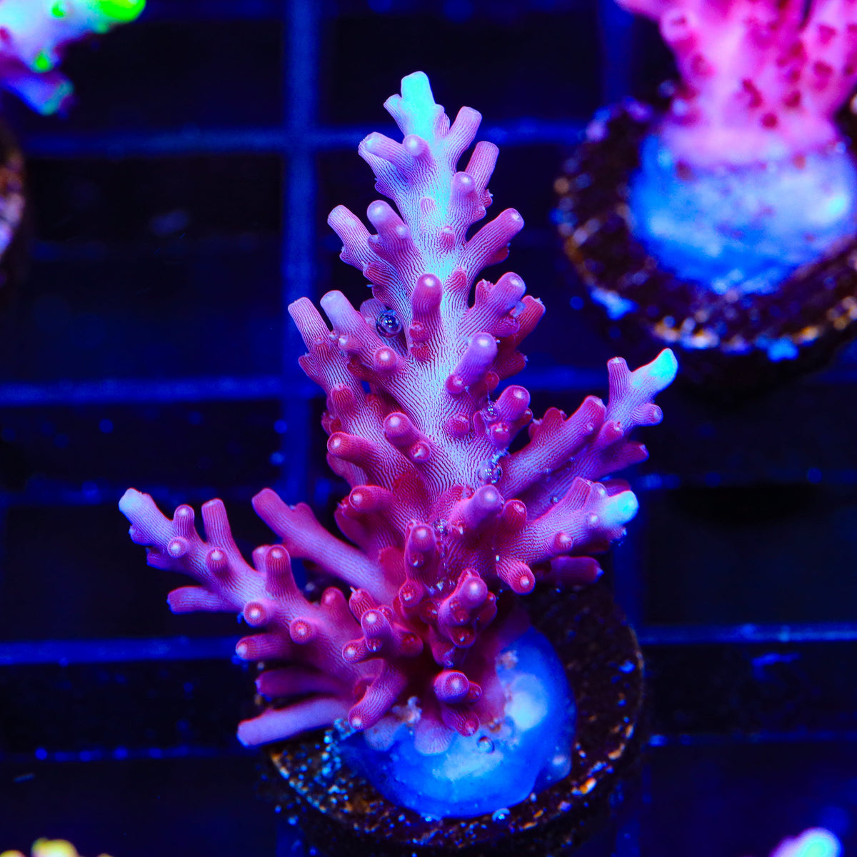 OG Red Dragon Acropora Coral