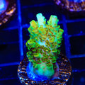 TSA Dan Aykroyd Acropora Coral