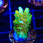 TSA Dan Aykroyd Acropora Coral