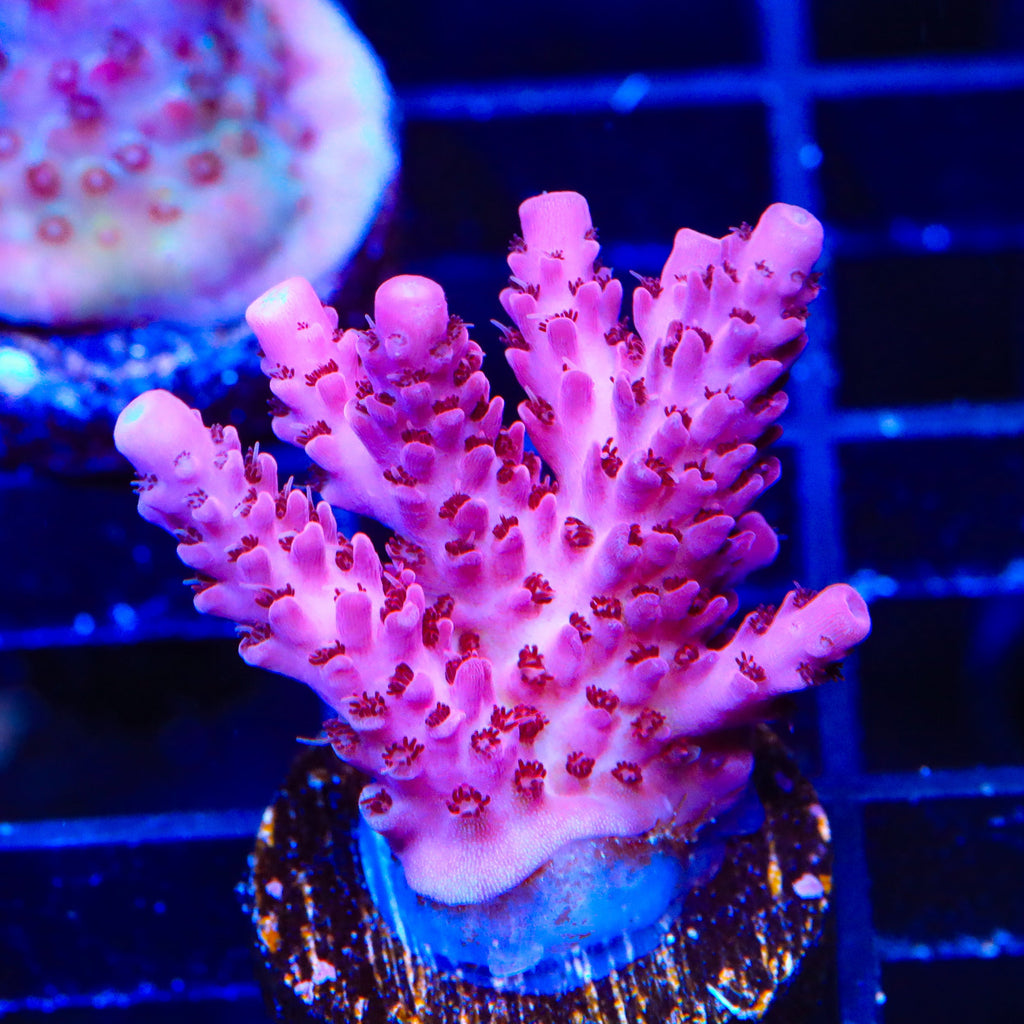TSA Blood Spear Acropora Coral