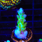 ORA Pearlberry Acropora Coral