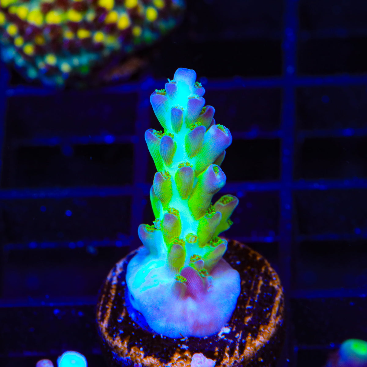 ORA Pearlberry Acropora Coral