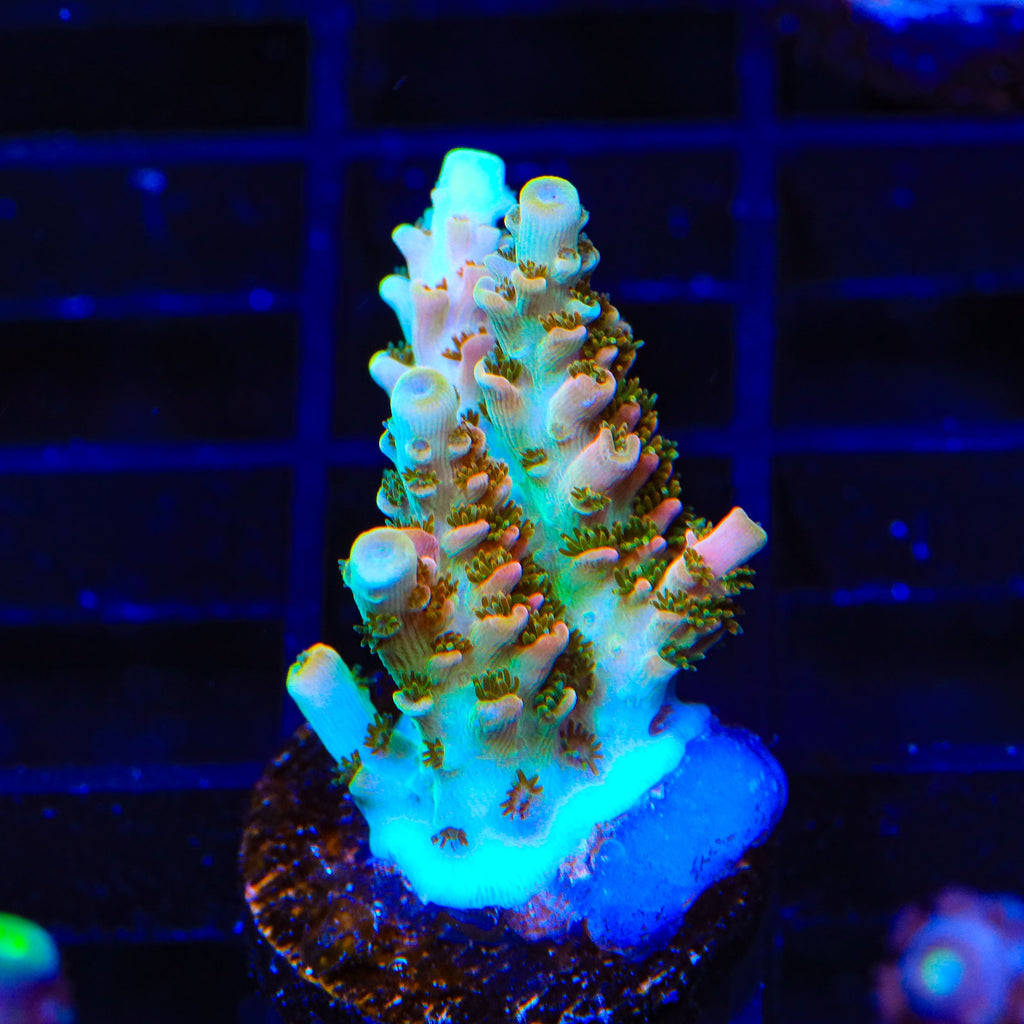 TSA Bill Murray Acropora Coral