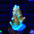 TSA Bill Murray Acropora Coral