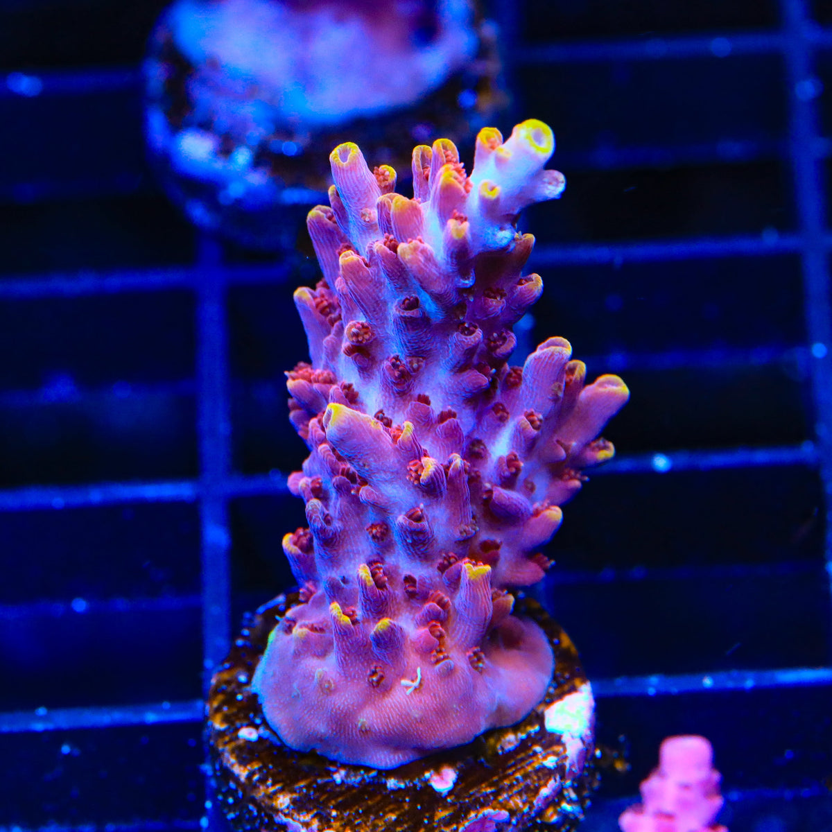 TSA Nightshade Acropora Coral