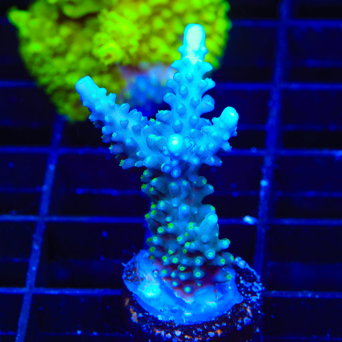 TSA Sprocket Acropora XL Frag Coral